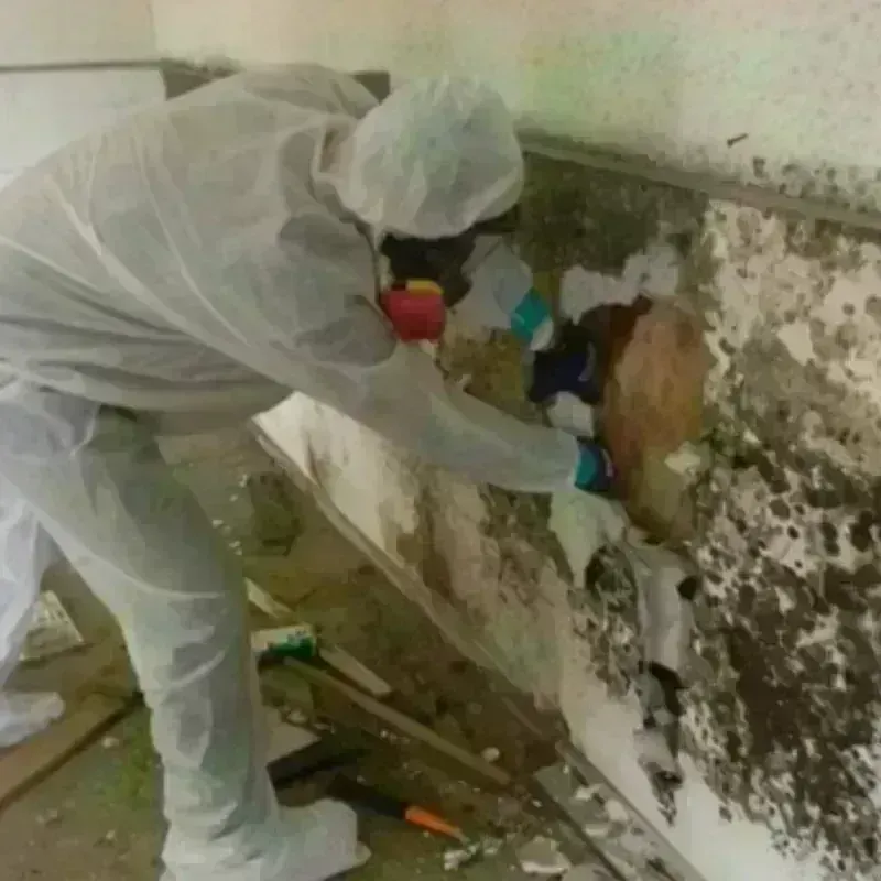 Mold Remediation and Removal in Foley, AL